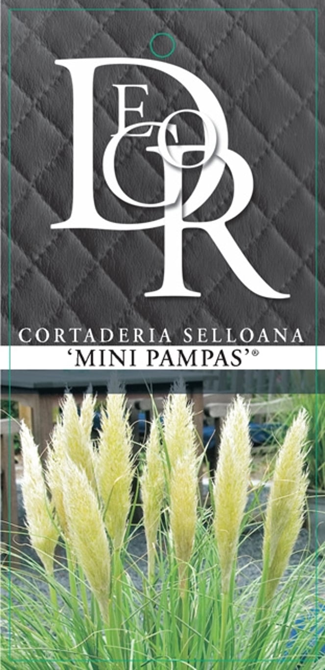 Cortaderia s. 'Mini pampas' - C5